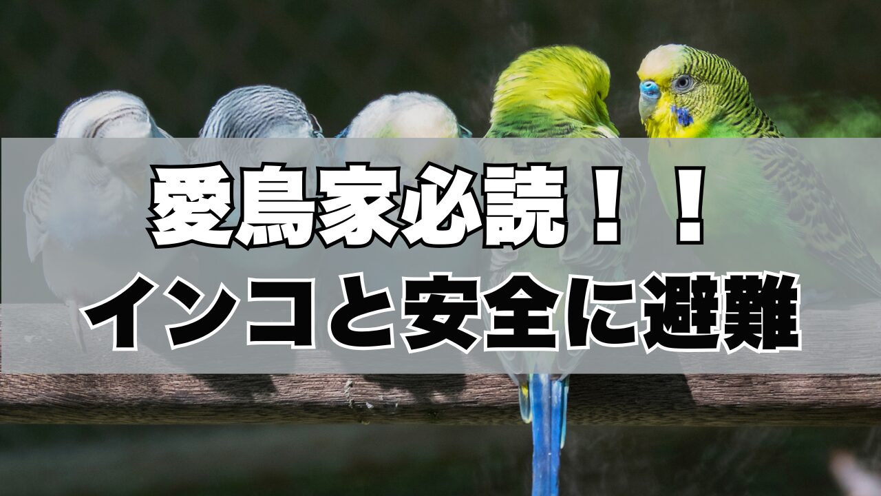 愛鳥家必読！！インコと安全に避難